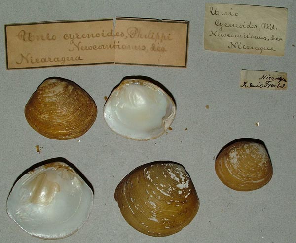 image of lot MCZ_MP_293