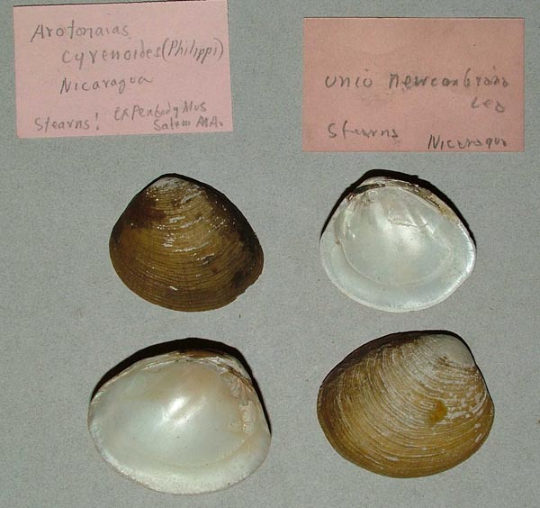 image of lot MCZ_MP_294