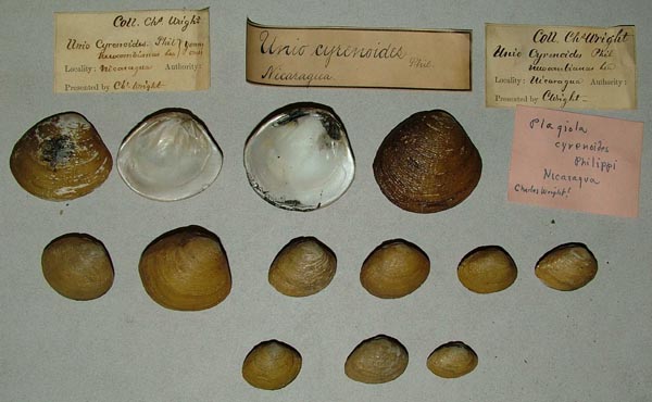 image of lot MCZ_MP_297