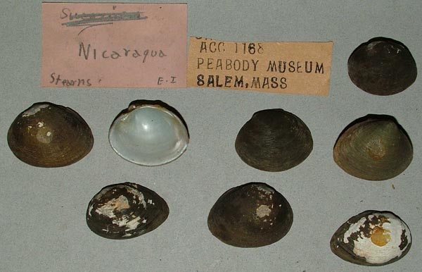 image of lot MCZ_MP_299