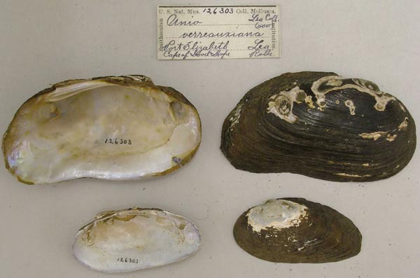 image of lot USNM_126303