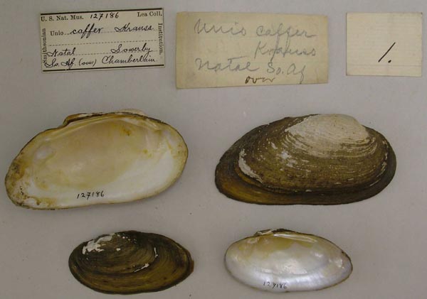 image of lot USNM_127186