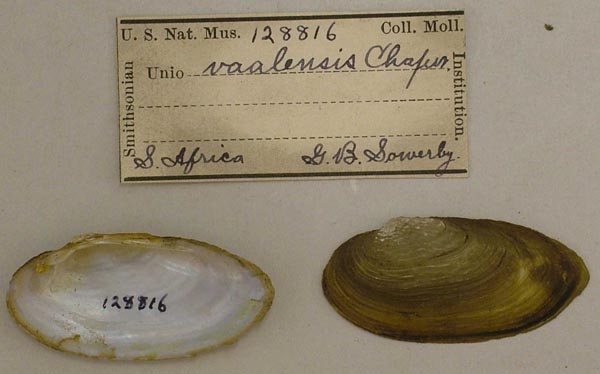 image of lot USNM_128816