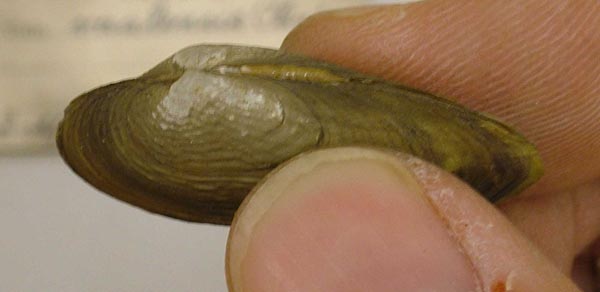 image of lot USNM_128816