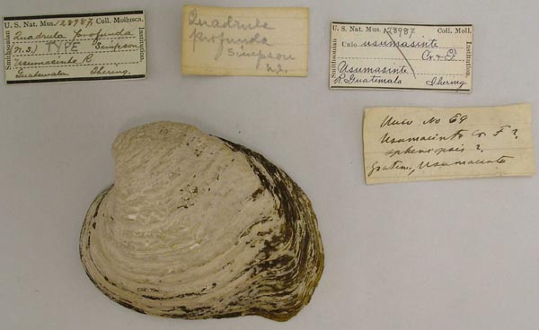 image of lot USNM_128987