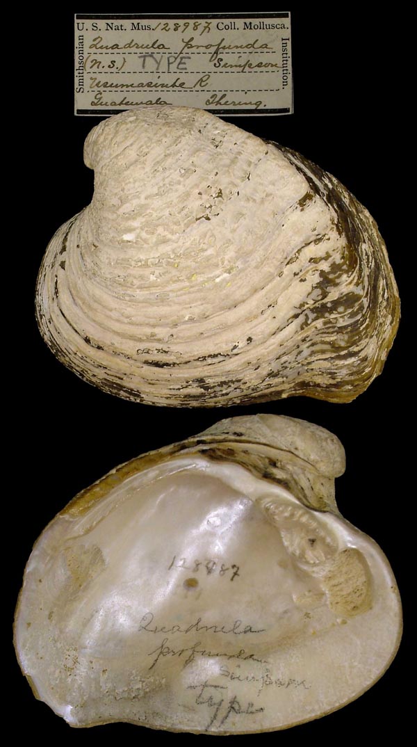 image of lot USNM_128987