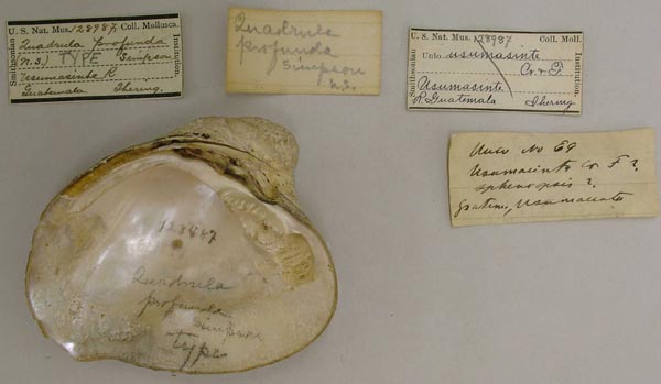 image of lot USNM_128987