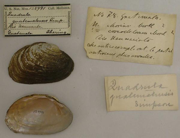 image of lot USNM_128991