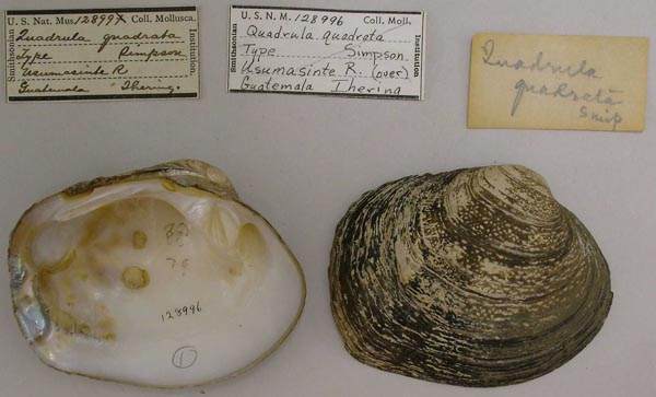 image of lot USNM_128996