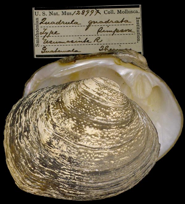 image of lot USNM_128996