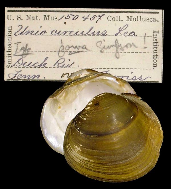 image of lot USNM_150457