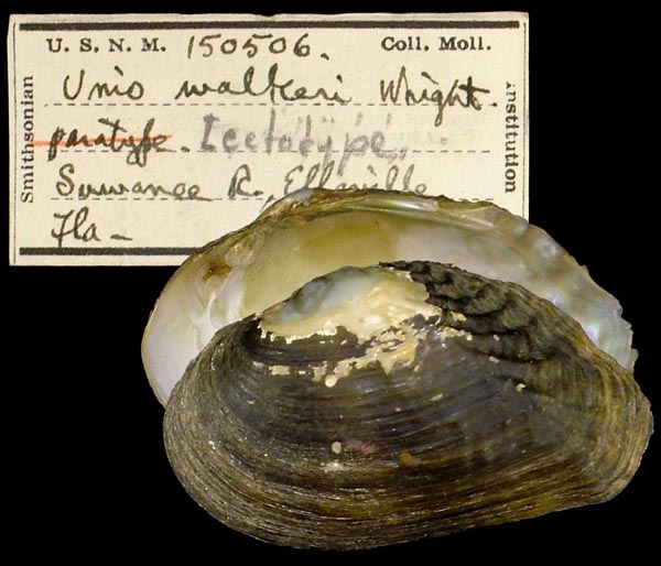 image of lot USNM_150506