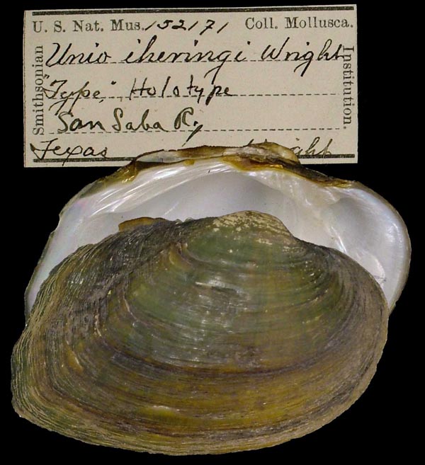 Decorative image of a representative of Fusconaia iheringi