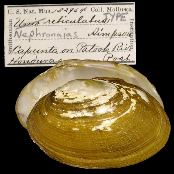 image of lot USNM_152964