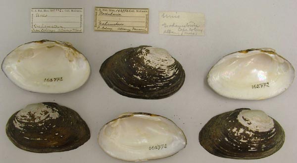 image of lot USNM_162772