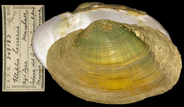 image of lot USNM_347183