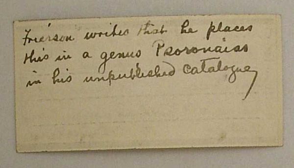 image of lot USNM_347183