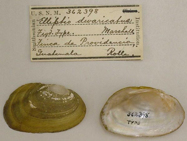 image of lot USNM_362398