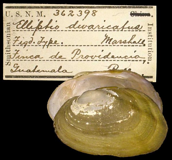 image of lot USNM_362398