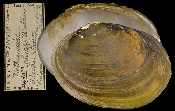 image of lot USNM_515798