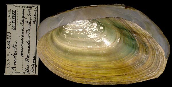 specimen