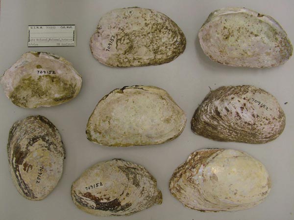 image of lot USNM_709152