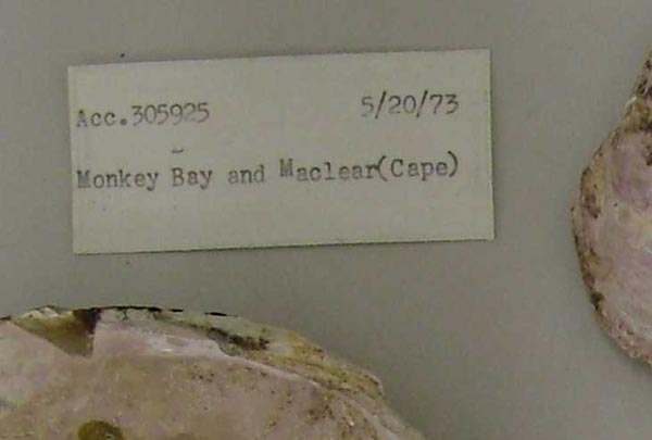 image of lot USNM_709152