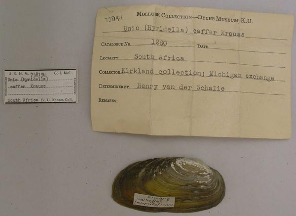 image of lot USNM_738194