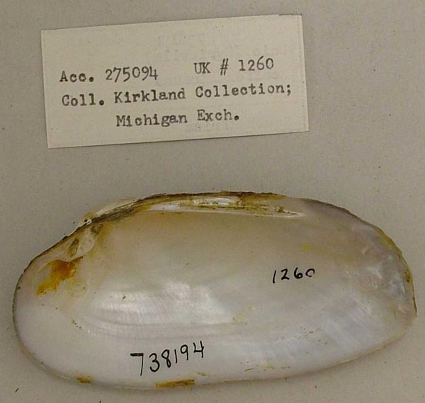 image of lot USNM_738194