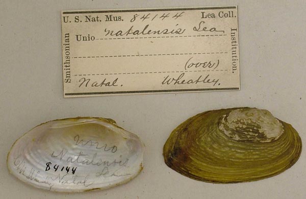 image of lot USNM_84144