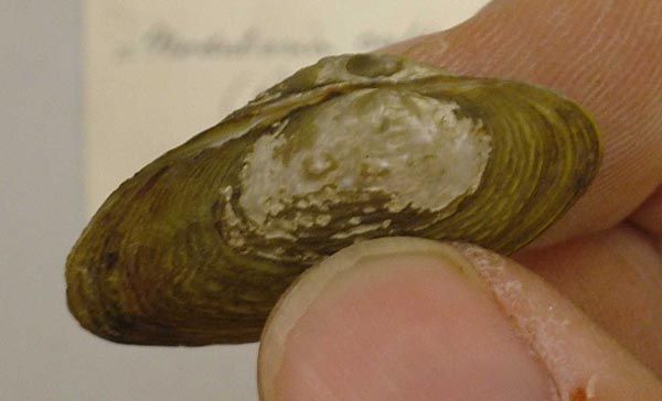 image of lot USNM_84144