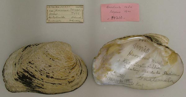 image of lot USNM_84210