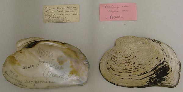 image of lot USNM_84210