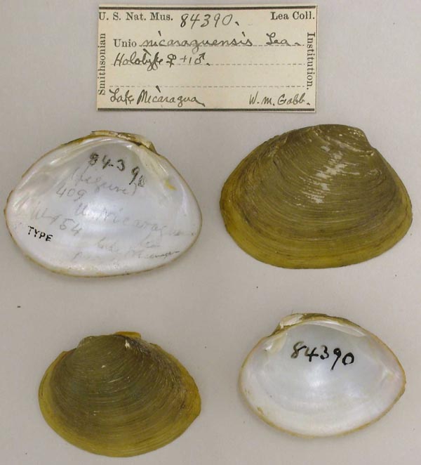 image of lot USNM_84390