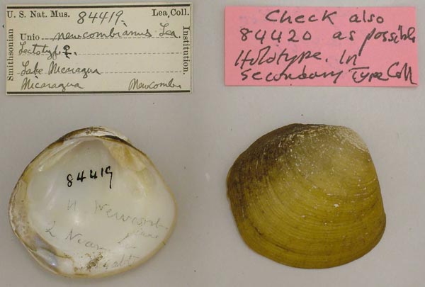 image of lot USNM_84419