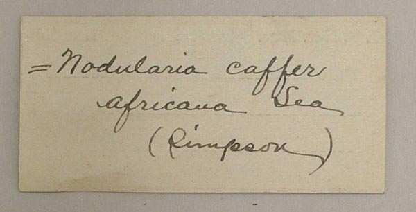 image of lot USNM_85233