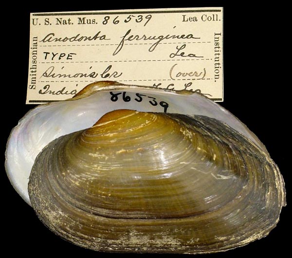 image of type lot image of type lot