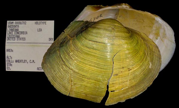 image of type lot image of type lot