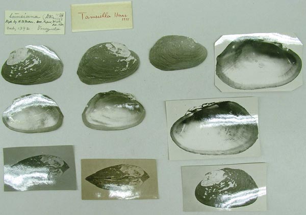 image of lot ZMB_101900