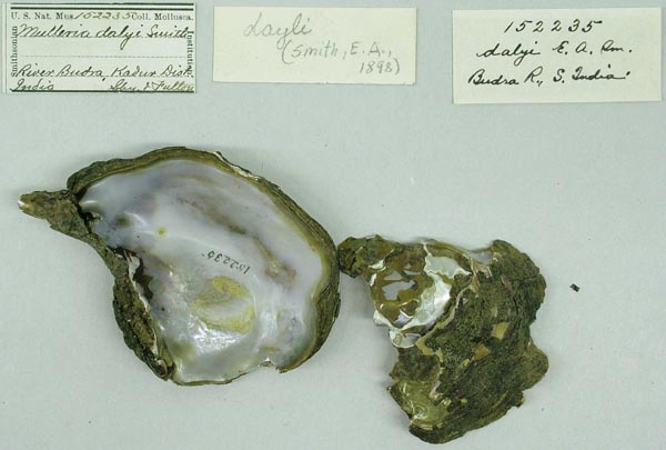 image of lot USNM_152235