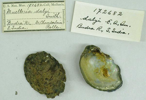 image of lot USNM_172682