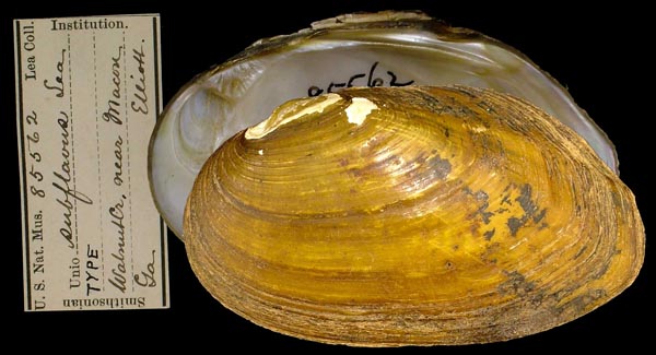 image of type lot image of type lot