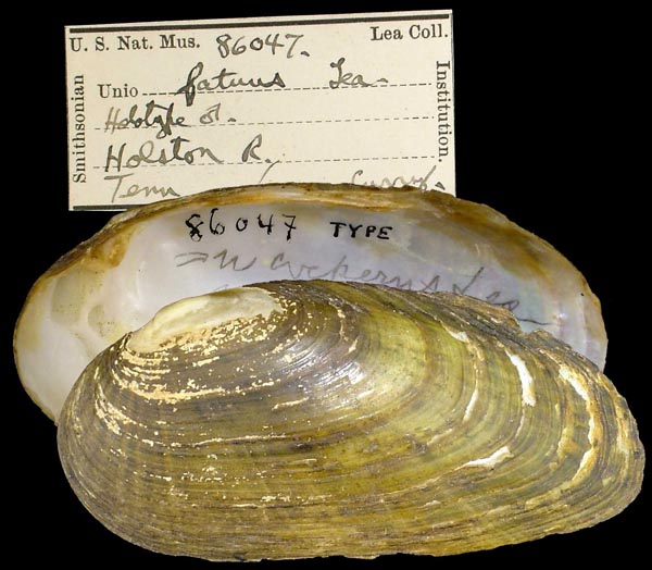 image of lot USNM_86047