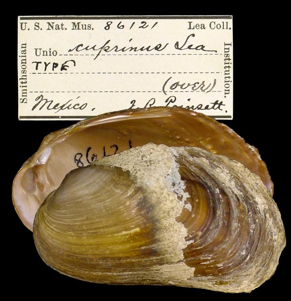 Decorative image of a representative of Popenaias metallica