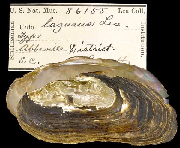 image of type lot image of type lot