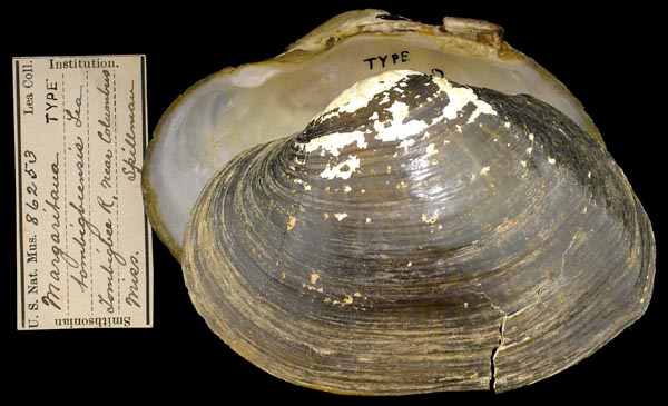 image of type lot image of type lot