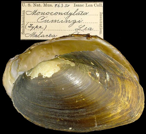 image of lot USNM_86350