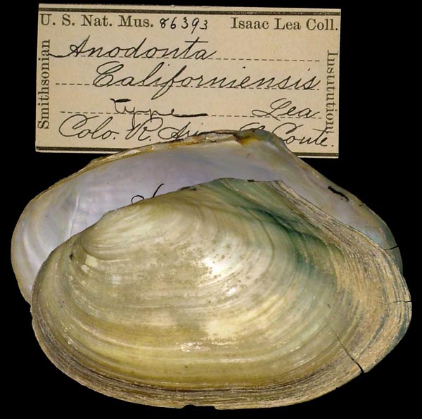 image of type lot image of type lot