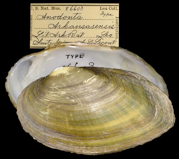 image of type lot image of type lot