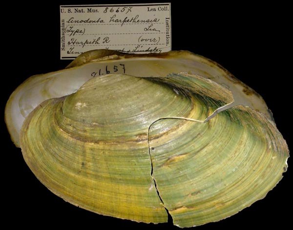 image of type lot image of type lot